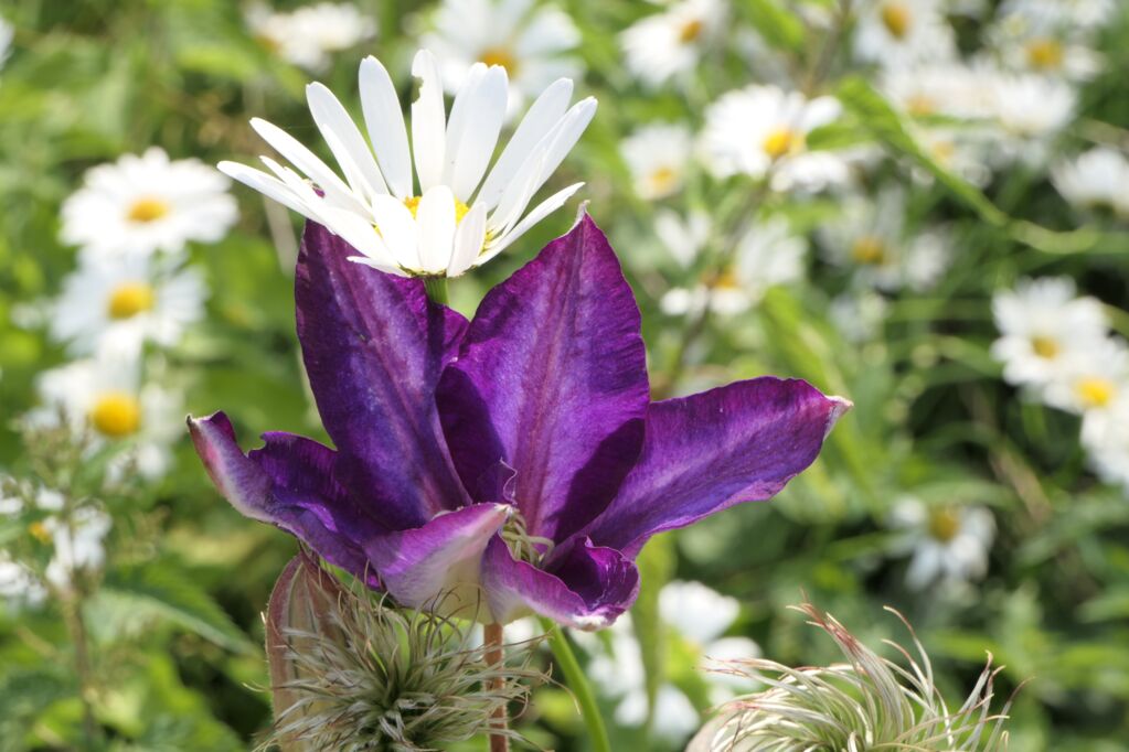 Kaiserschnittverarbeitung